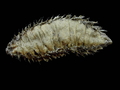 Polychaeta (bristle worms)