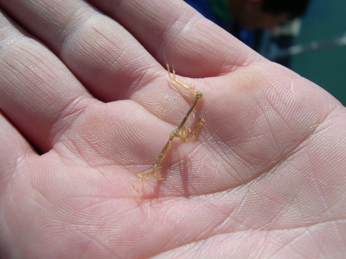 Caprella sp. Caprella sp.