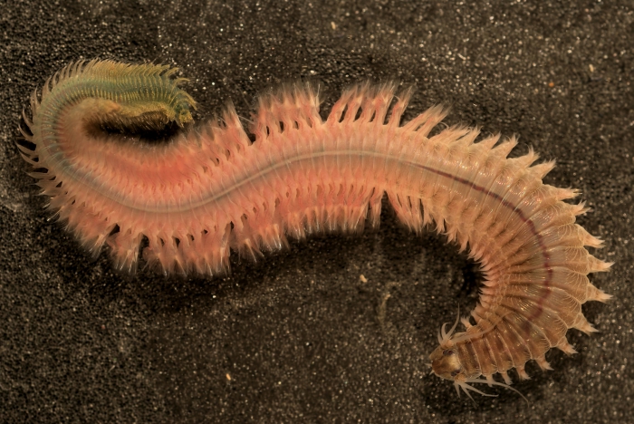 Alitta succinea (Frey & Leuckart, 1847) Alitta succinea (Frey & Leuckart, 1847)