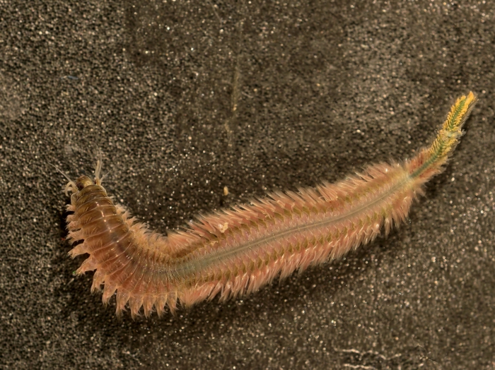 Alitta succinea (Frey & Leuckart, 1847) Alitta succinea (Frey & Leuckart, 1847)