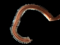 Polychaeta (bristle worms)