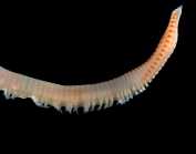 Scoloplos armiger (Mler, 1776) 