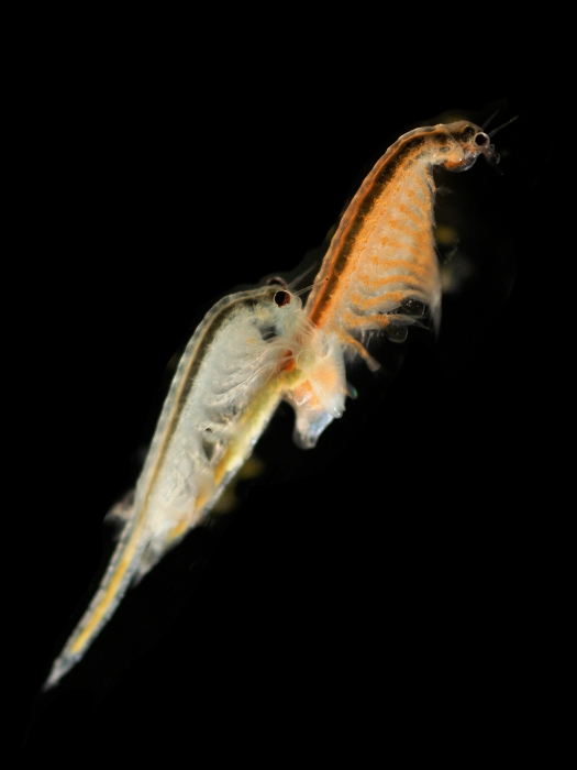 Artemia salina (Linnaeus, 1758) Artemia salina (Linnaeus, 1758)