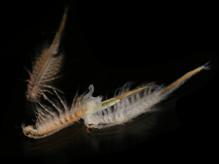 Artemia sp.