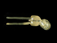 Lepeophtheirus pectoralis (Mler O.F., 1776) 
