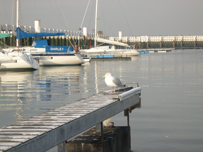 Larus argentatus Pontoppidan, 1763 Larus argentatus Pontoppidan, 1763