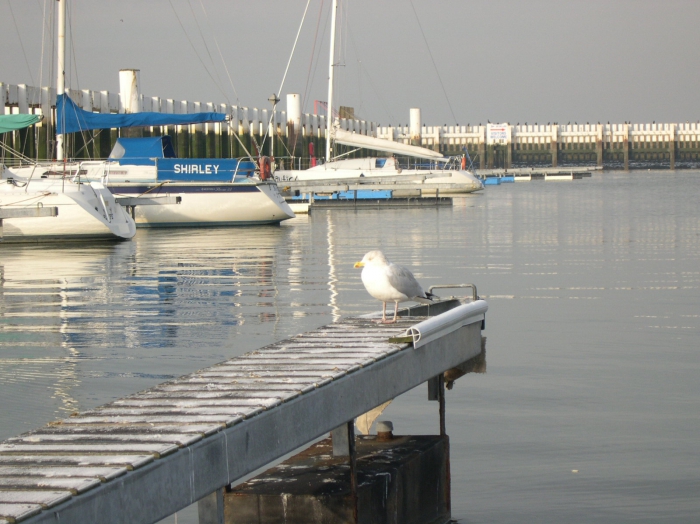 Larus argentatus Pontoppidan, 1763 