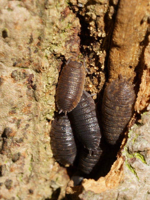 Porcellio scaber Latreille, 1804 