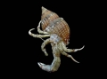 Crustacea (crustaceans)