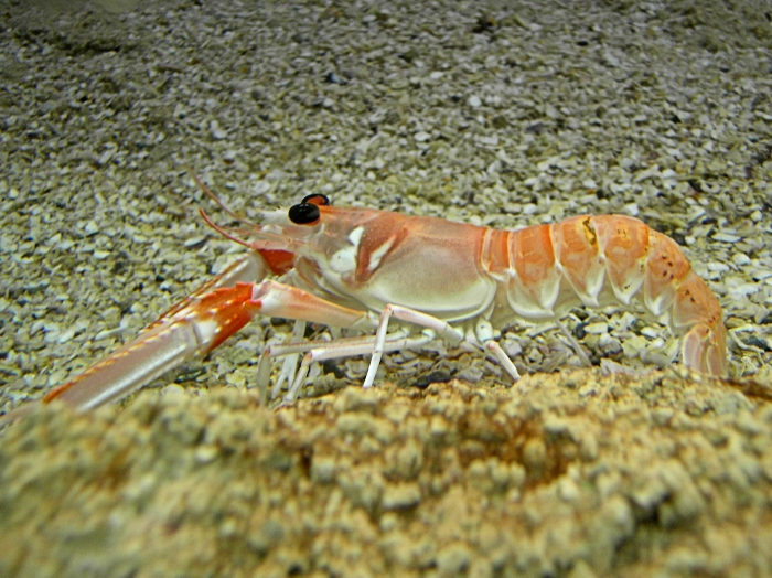 Nephrops norvegicus (Linnaeus, 1758) 