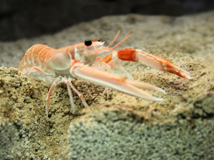 Nephrops norvegicus (Linnaeus, 1758) 