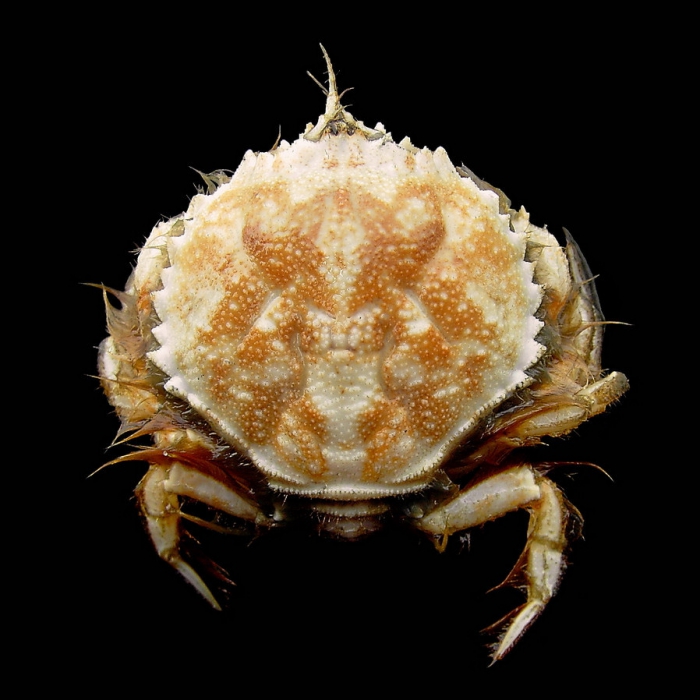 Atelecyclus rotundatus (Olivi, 1792) 