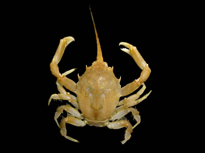 Corystes cassivelaunus Corystes cassivelaunus