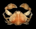 Crustacea (crustaceans)