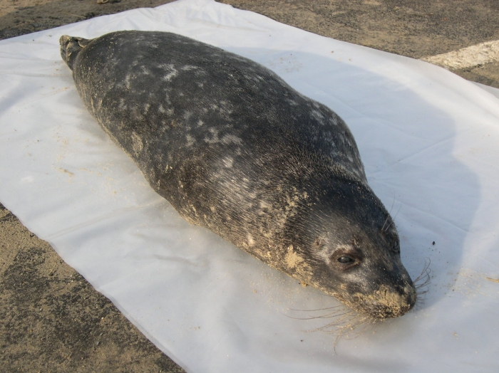 Phoca vitulina (Linnaeus, 1758) 