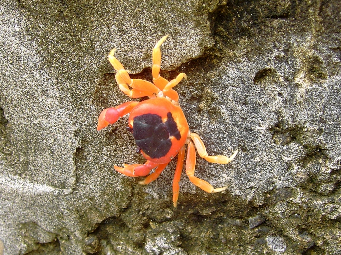 Gecarcinus lateralis (Freminville, 1835) 