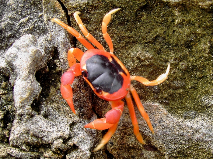 Gecarcinus lateralis (Freminville, 1835) 