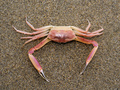 Crustacea (crustaceans)