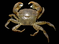 Crustacea (crustaceans)