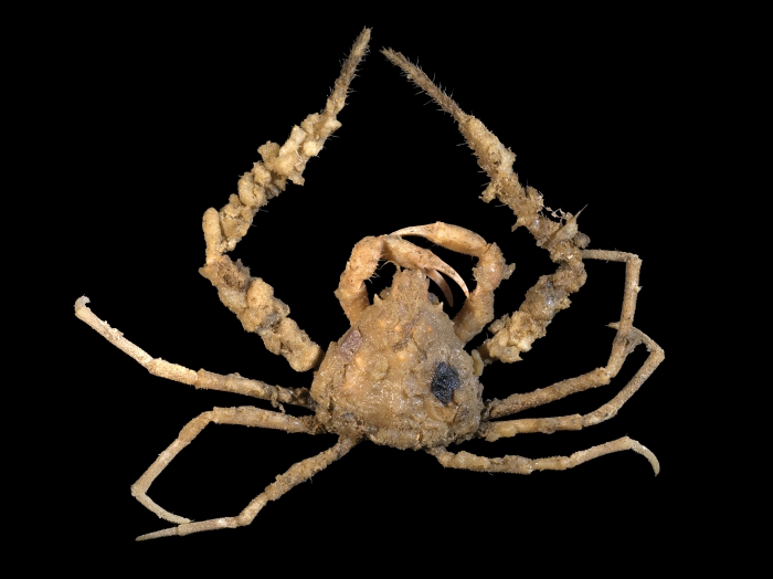 Inachus dorsettensis Pennant, 1777 Inachus dorsettensis Pennant, 1777