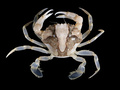 Crustacea (crustaceans)