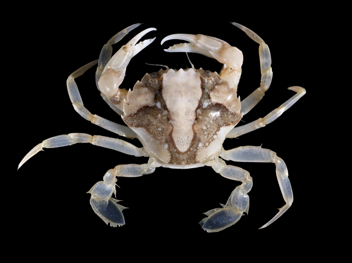 Liocarcinus vernalis (Risso, 1816) 