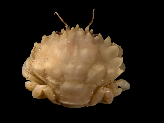 Pirimela denticulata (Montagu, 1808) Pirimela denticulata (Montagu, 1808)