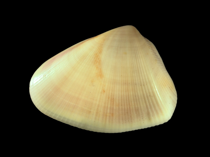Donax denticulatus Linnaeus, 1758 Donax denticulatus Linnaeus, 1758