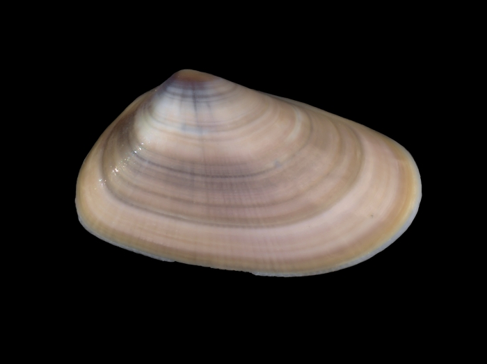 Donax trunculus Linnaeus, 1758 