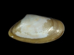 Donax vittatus (da Costa, 1778) 