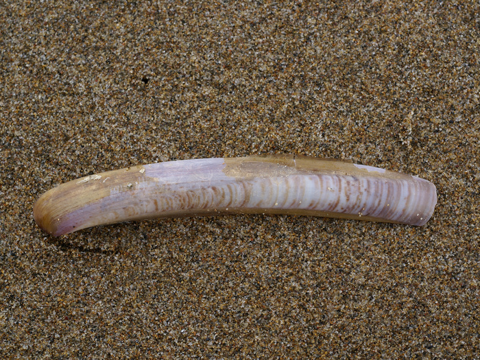 Ensis ensis (Linnaeus, 1758) Ensis ensis (Linnaeus, 1758)