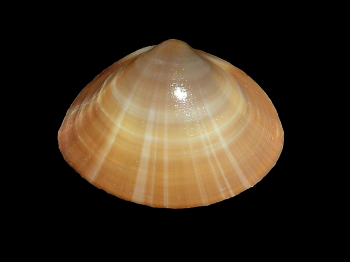 Mactra stultorum (Linnaeus, 1758) 