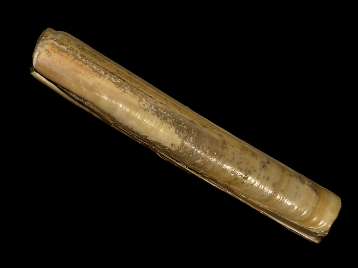 Solen marginatus Pulteney, 1799 Solen marginatus Pulteney, 1799