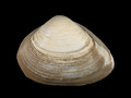 Mollusca (molluscs)