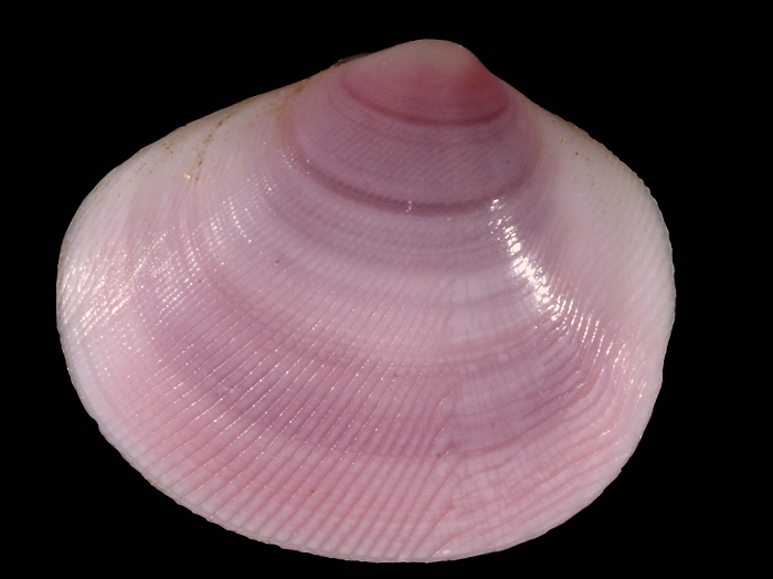 Strigilla carnaria (Linnaeus, 1758) Strigilla carnaria (Linnaeus, 1758)