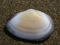 Mollusca (molluscs)