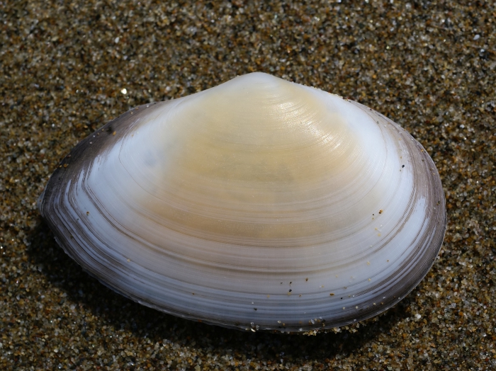 Tellina planata Linnaeus, 1758 Tellina planata Linnaeus, 1758