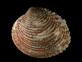 Mollusca (molluscs)