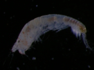 Leptocheliidae 