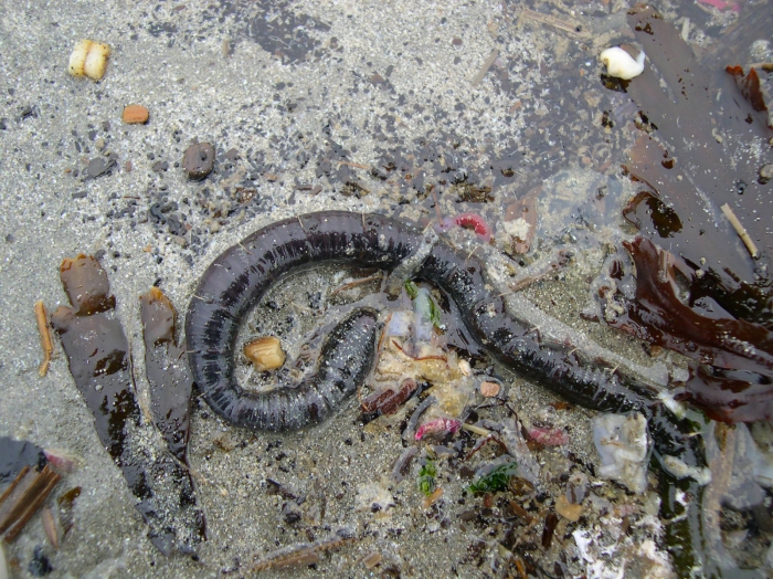 Arenicola marina (Linnaeus, 1758) Arenicola marina (Linnaeus, 1758)