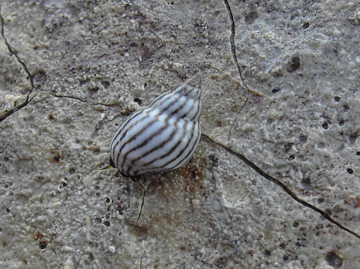 Echinolittorina ziczac (Gmelin, 1791) Echinolittorina ziczac (Gmelin, 1791)