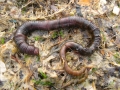 Polychaeta (bristle worms)