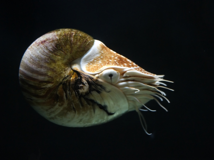 Nautilus pompilius L. 1758 