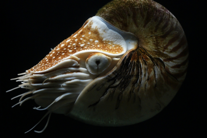 Nautilus pompilius L. 1758 