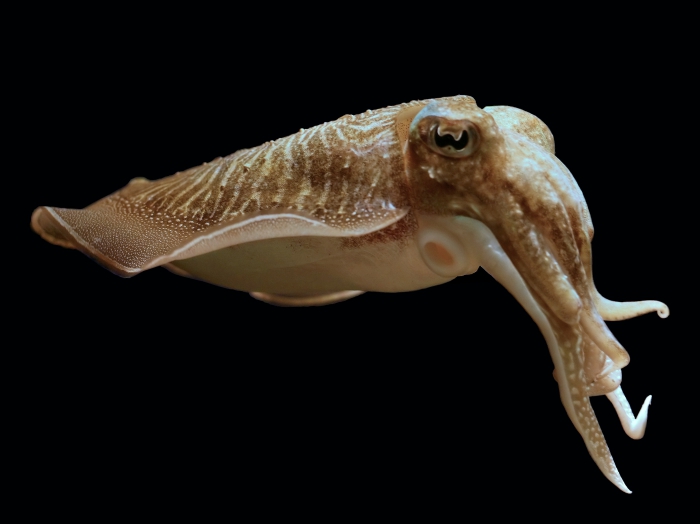 mollusca cephalopoda