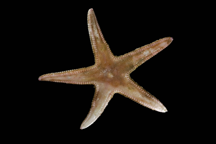 Astropecten irregularis (Pennant, 1777) Astropecten irregularis (Pennant, 1777)