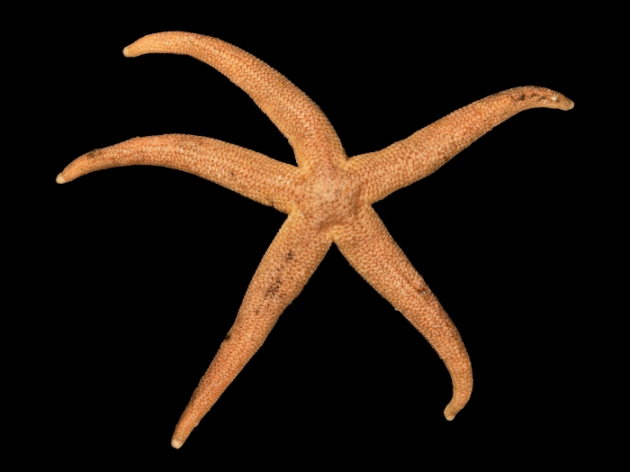 Stichastrella rosea (O.F. Mller, 1776) 