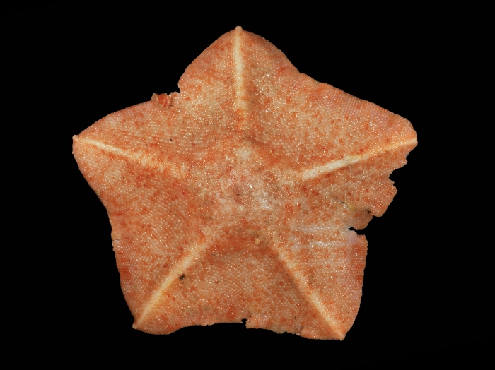 Anseropoda placenta (Pennant, 1777) Anseropoda placenta (Pennant, 1777)