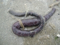 Polychaeta (bristle worms)