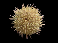 Psammechinus miliaris (P.L.S. Mler, 1771) 